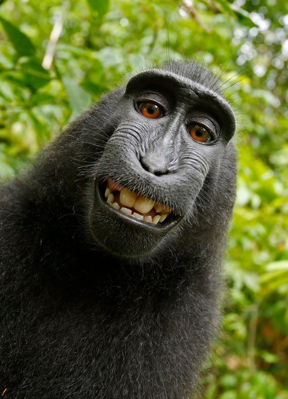 Monkey Self Portrait